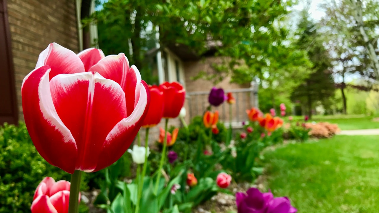 Why honey blonde front lace wigs are costly